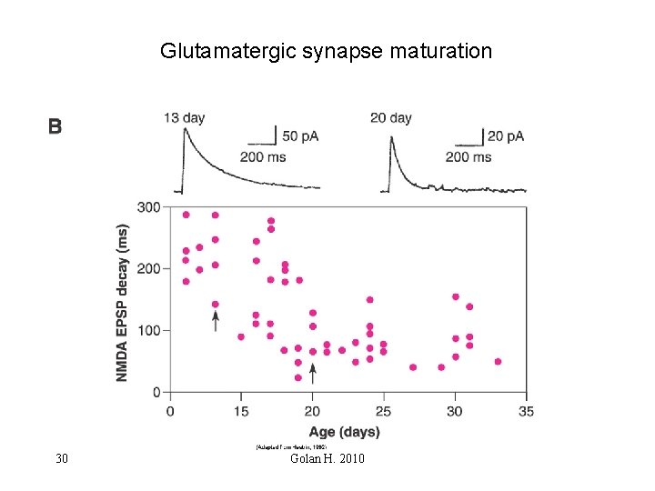 Glutamatergic synapse maturation 30 Golan H. 2010 