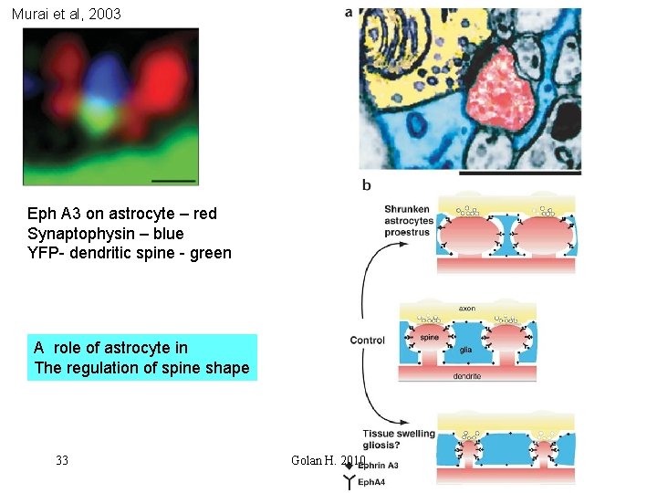 Murai et al, 2003 Eph A 3 on astrocyte – red Synaptophysin – blue
