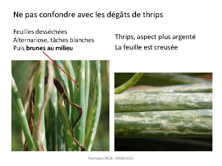 Ne pas confondre avec les dégâts de thrips Feuilles desséchées Alternariose, tâches blanches Puis