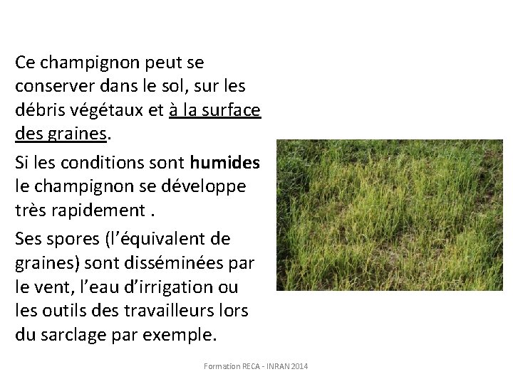 Ce champignon peut se conserver dans le sol, sur les débris végétaux et à