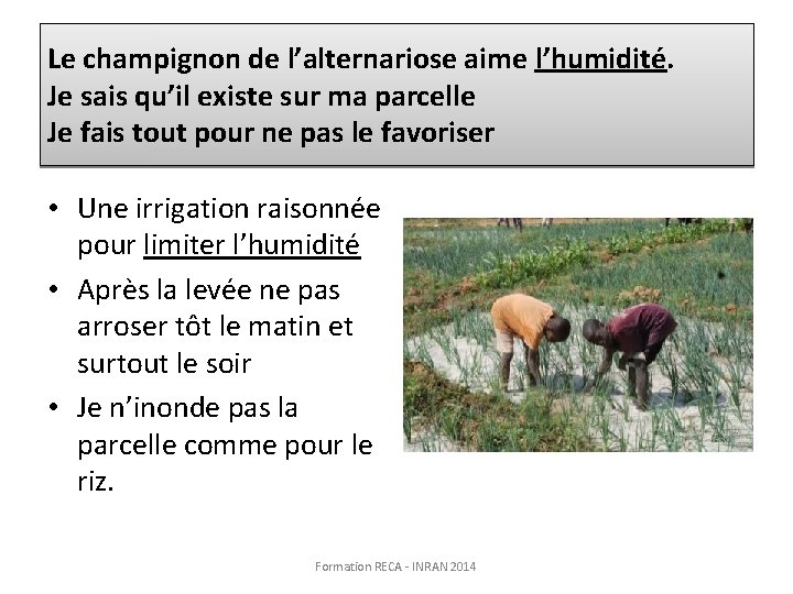 Le champignon de l’alternariose aime l’humidité. Je sais qu’il existe sur ma parcelle Je