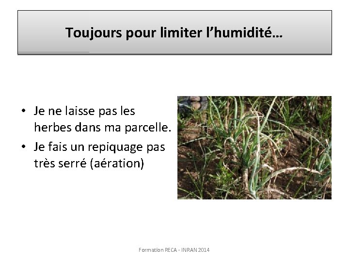 Toujours pour limiter l’humidité… • Je ne laisse pas les herbes dans ma parcelle.