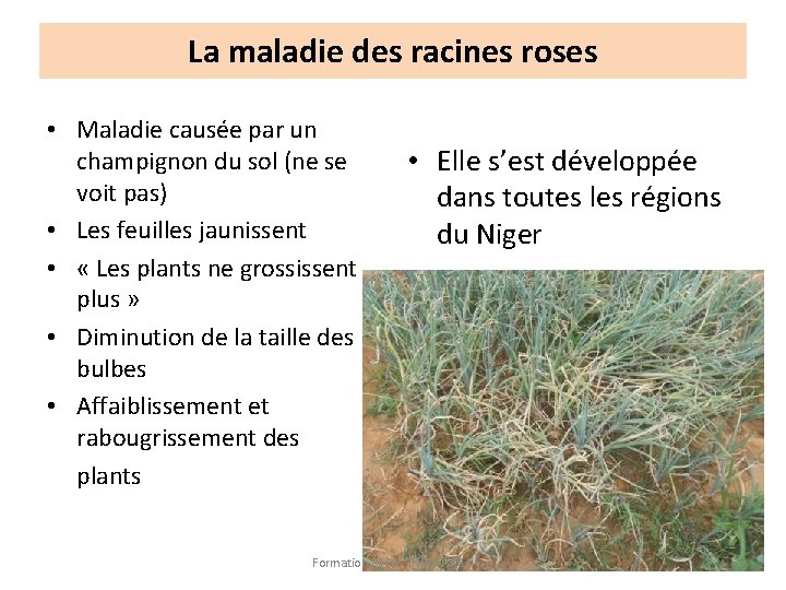 La maladie des racines roses • Maladie causée par un champignon du sol (ne