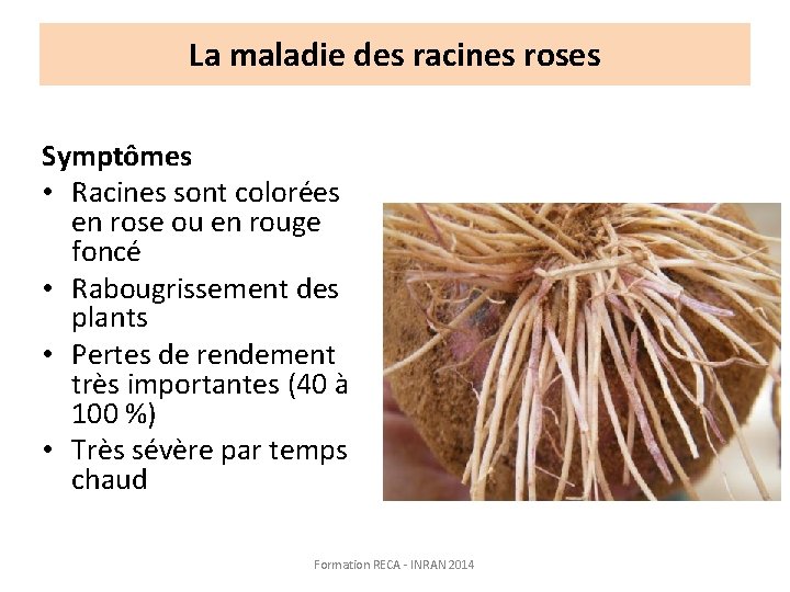 La maladie des racines roses Symptômes • Racines sont colorées en rose ou en