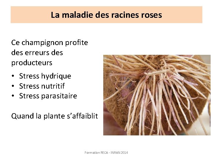 La maladie des racines roses Ce champignon profite des erreurs des producteurs • Stress