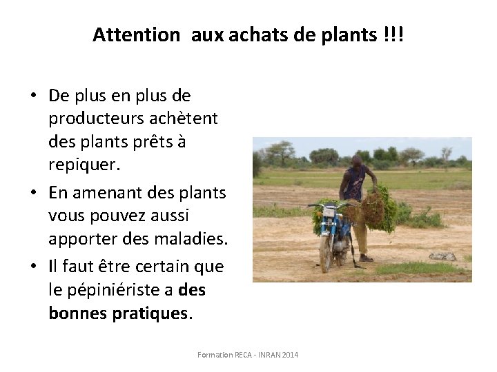 Attention aux achats de plants !!! • De plus en plus de producteurs achètent