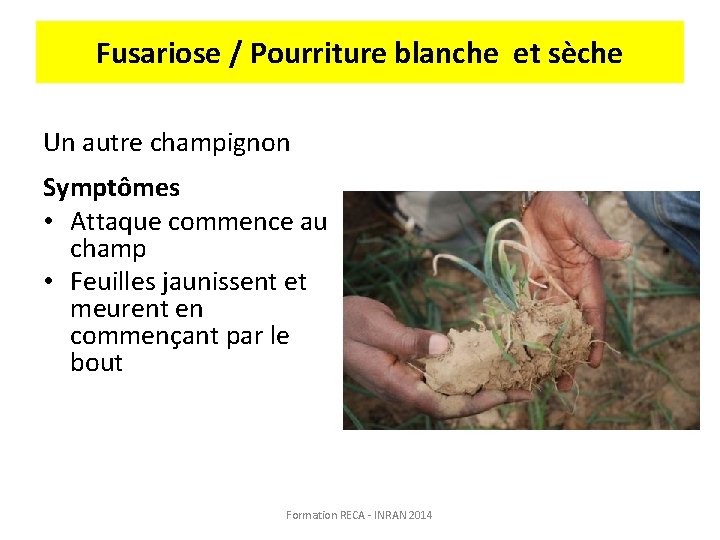 Fusariose / Pourriture blanche et sèche Un autre champignon Symptômes • Attaque commence au