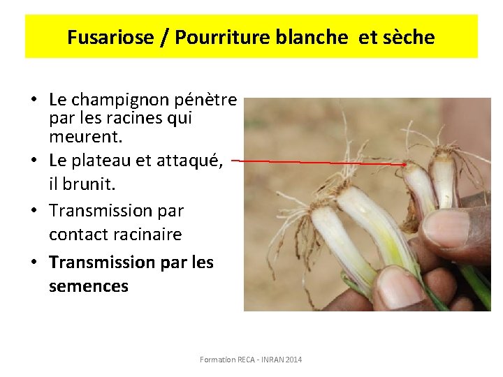 Fusariose / Pourriture blanche et sèche • Le champignon pénètre par les racines qui