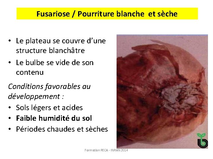Fusariose / Pourriture blanche et sèche • Le plateau se couvre d’une structure blanchâtre