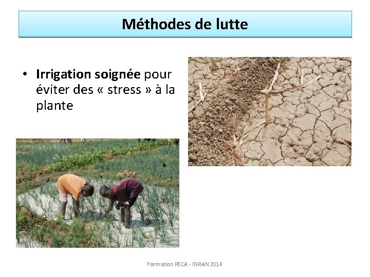 Méthodes de lutte • Irrigation soignée pour éviter des « stress » à la