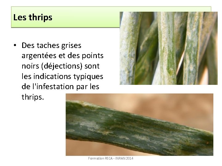 Les thrips • Des taches grises argentées et des points noirs (déjections) sont les