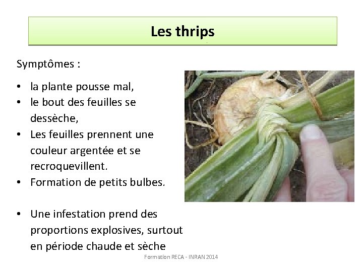 Les thrips Symptômes : • la plante pousse mal, • le bout des feuilles