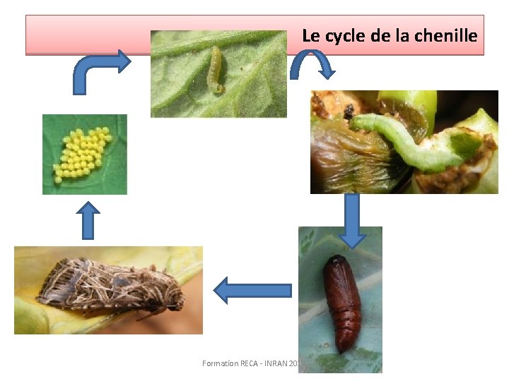 Le cycle de la chenille Formation RECA - INRAN 2014 