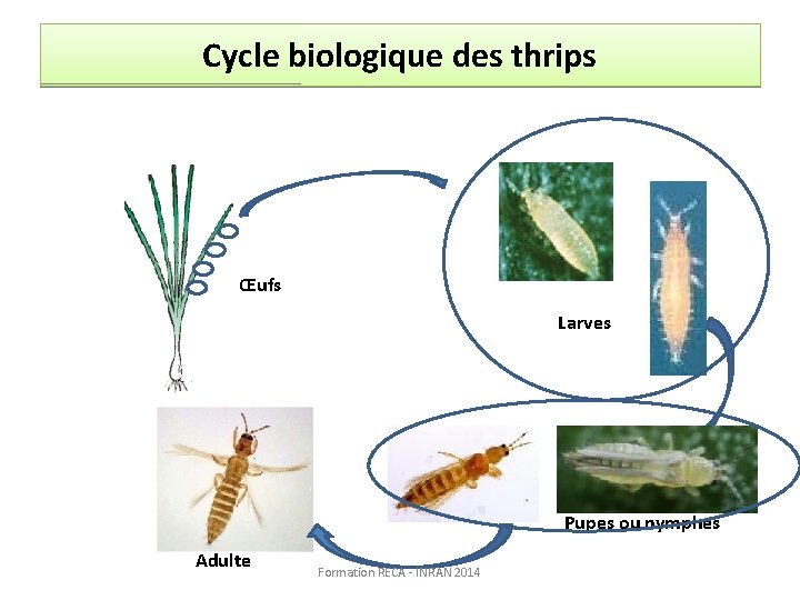 Cycle biologique des thrips Œufs Larves Pupes ou nymphes Adulte Formation RECA - INRAN