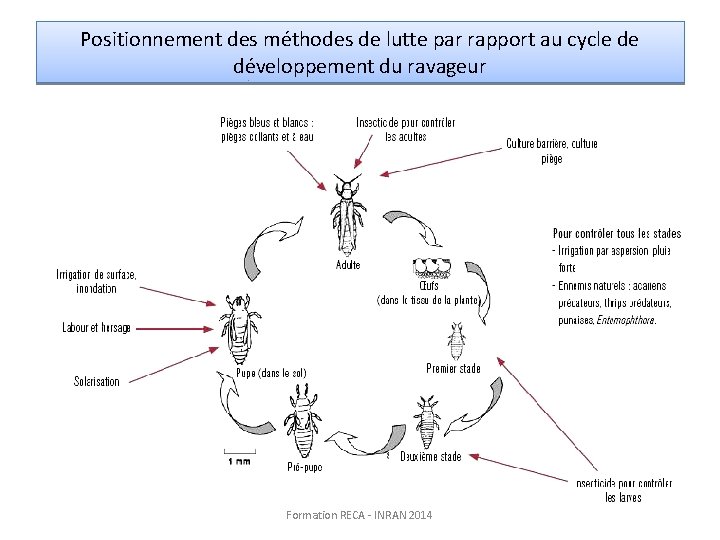 Positionnement des méthodes de lutte par rapport au cycle de développement du ravageur Formation