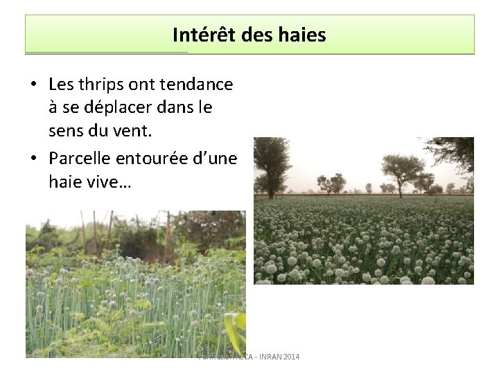 Intérêt des haies • Les thrips ont tendance à se déplacer dans le sens