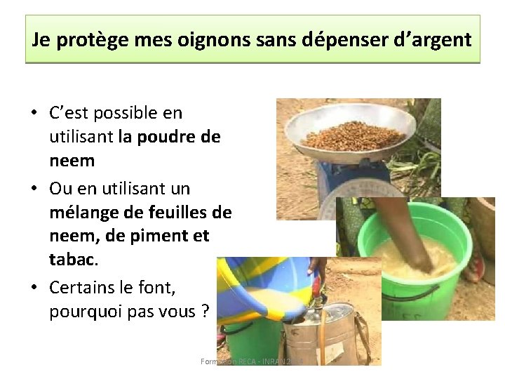 Je protège mes oignons sans dépenser d’argent • C’est possible en utilisant la poudre