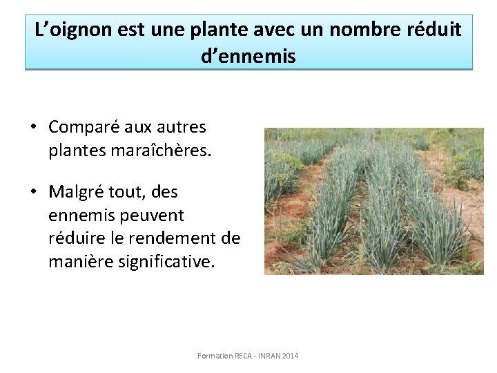 L’oignon est une plante avec un nombre réduit d’ennemis • Comparé aux autres plantes