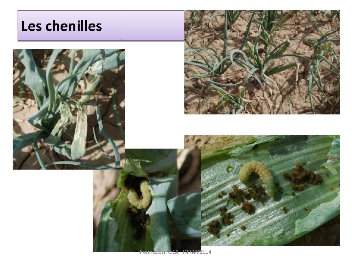 Les chenilles Formation RECA - INRAN 2014 