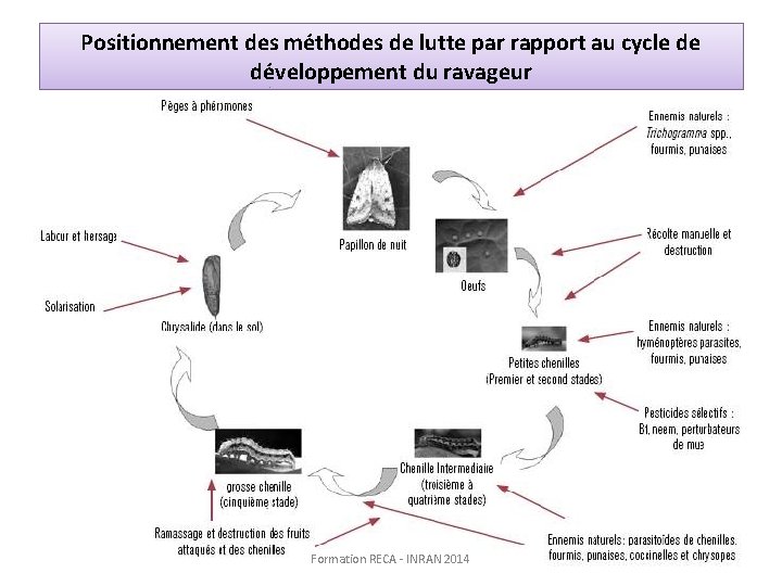 Positionnement des méthodes de lutte par rapport au cycle de développement du ravageur Formation