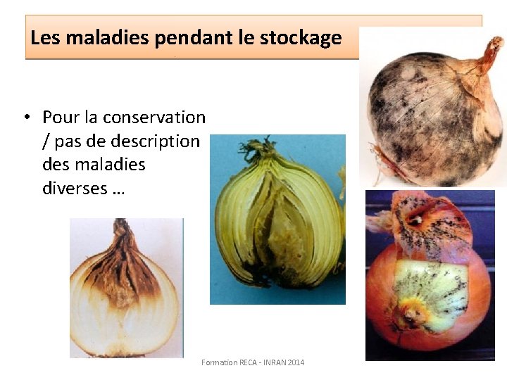 Les maladies pendant le stockage • Pour la conservation / pas de description des