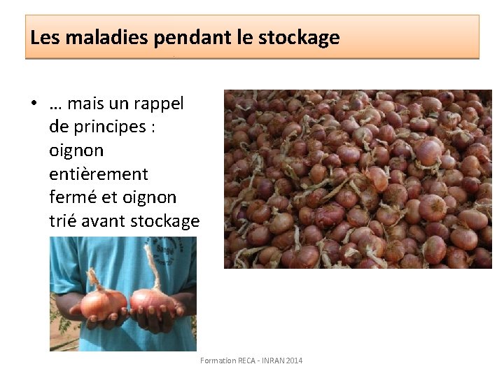 Les maladies pendant le stockage • … mais un rappel de principes : oignon