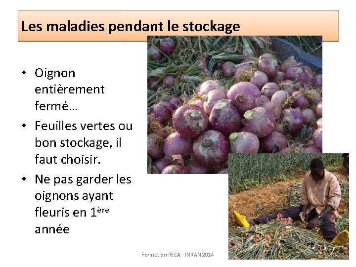 Les maladies pendant le stockage • Oignon entièrement fermé… • Feuilles vertes ou bon