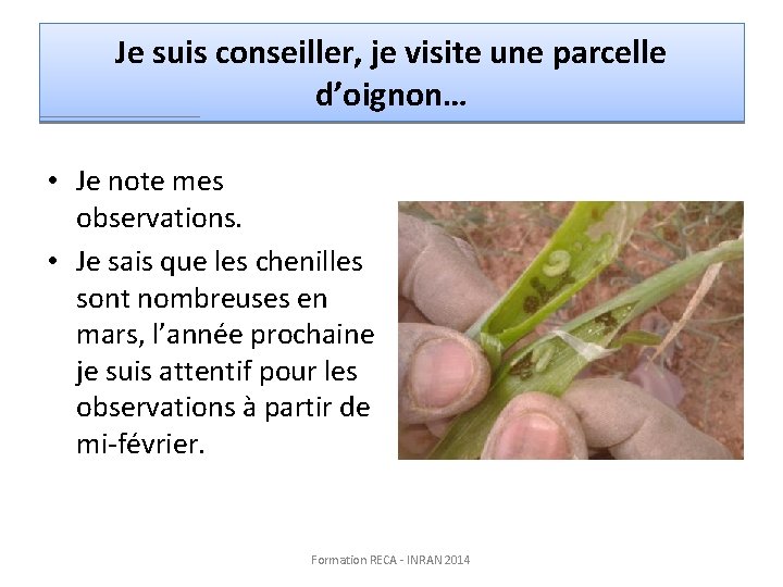 Je suis conseiller, je visite une parcelle d’oignon… • Je note mes observations. •