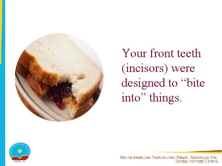 Your front teeth (incisors) were designed to “bite into” things. 