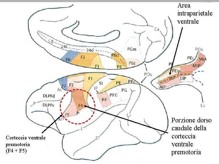 Area intraparietale ventrale Corteccia ventrale premotoria (F 4 + F 5) Porzione dorso caudale