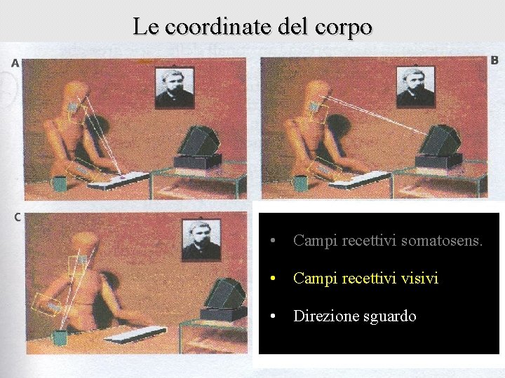 Le coordinate del corpo • Campi recettivi somatosens. • Campi recettivi visivi • Direzione