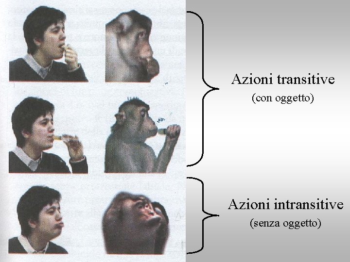 Azioni transitive (con oggetto) Azioni intransitive (senza oggetto) 