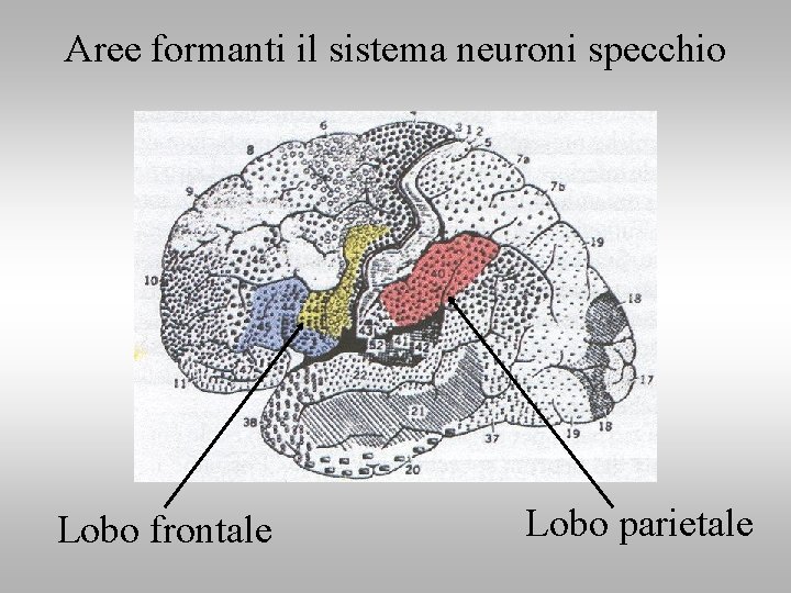 Aree formanti il sistema neuroni specchio Lobo frontale Lobo parietale 