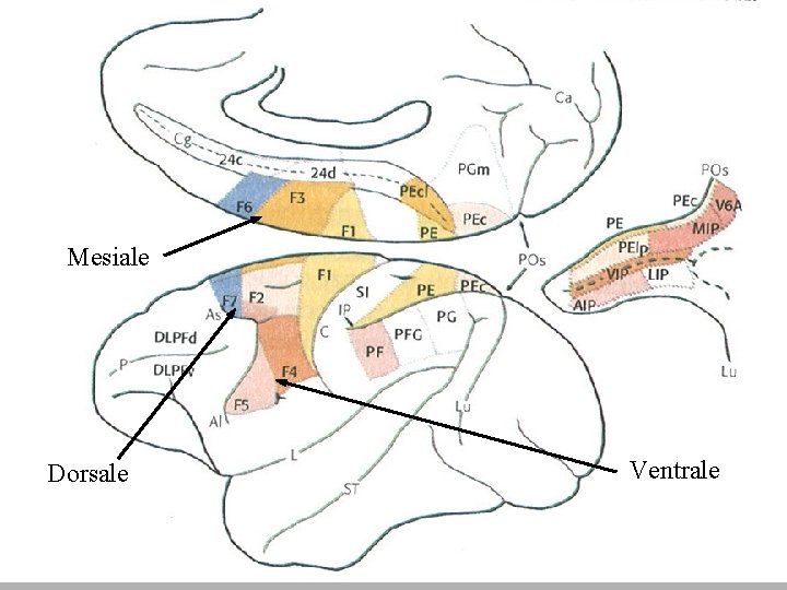 Mesiale Dorsale Ventrale 