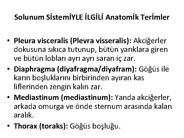 Solunum SİstemİYLE İLGİLİ Anatomİk Terİmler • Pleura visceralis (Plevra visseralis): Akciğerler dokusuna sıkıca tutunup,