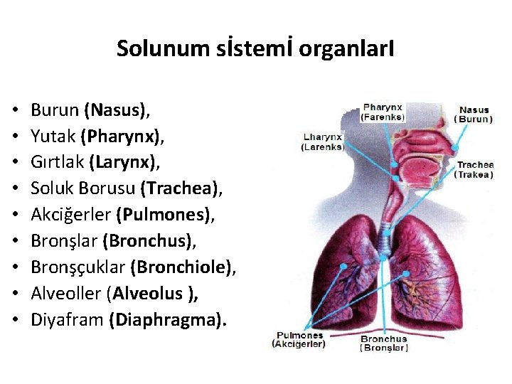 Solunum sİstemİ organlar. I • • • Burun (Nasus), Yutak (Pharynx), Gırtlak (Larynx), Soluk