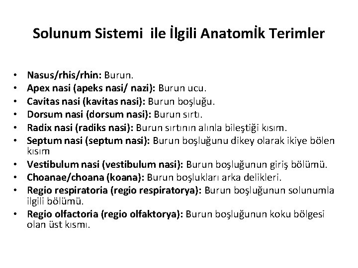 Solunum Sistemi ile İlgili Anatomİk Terimler • • • Nasus/rhin: Burun. Apex nasi (apeks