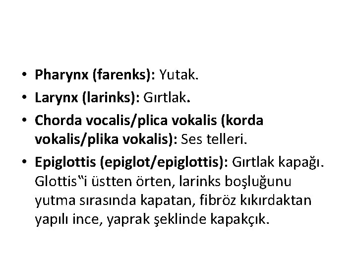  • Pharynx (farenks): Yutak. • Larynx (larinks): Gırtlak. • Chorda vocalis/plica vokalis (korda