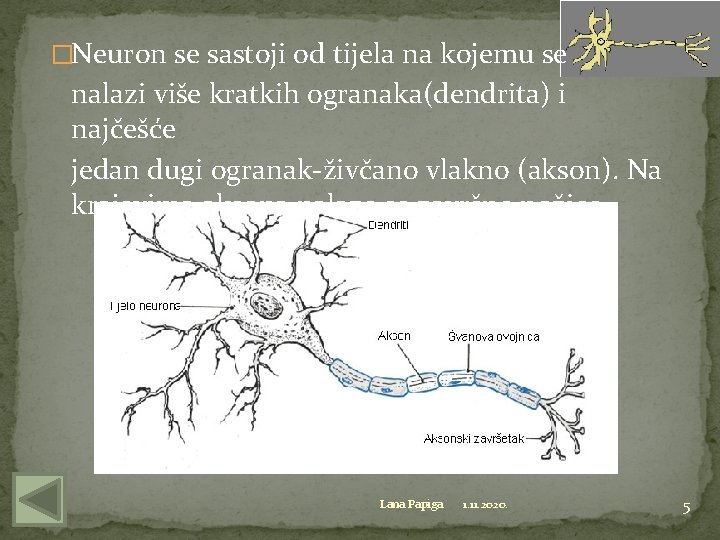 �Neuron se sastoji od tijela na kojemu se nalazi više kratkih ogranaka(dendrita) i najčešće