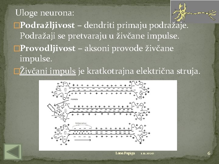  Uloge neurona: �Podražljivost – dendriti primaju podražaje. Podražaji se pretvaraju u živčane impulse.