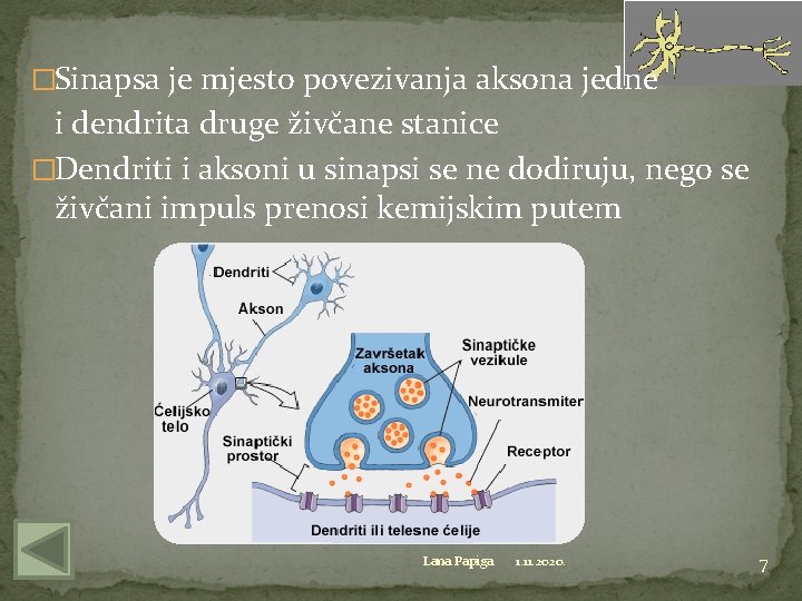 �Sinapsa je mjesto povezivanja aksona jedne i dendrita druge živčane stanice �Dendriti i aksoni