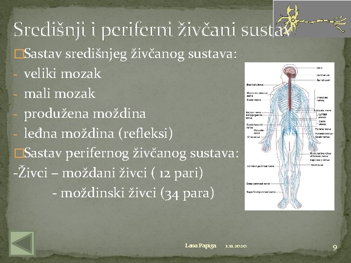 Središnji i periferni živčani sustav �Sastav središnjeg živčanog sustava: - veliki mozak - mali