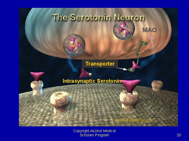 MAO Transporter Intrasynaptic Serotonin www. drugabuse. gov Copyright Alcohol Medical Scholars Program 20 