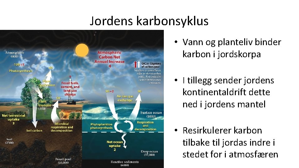 Jordens karbonsyklus • Vann og planteliv binder karbon i jordskorpa • I tillegg sender