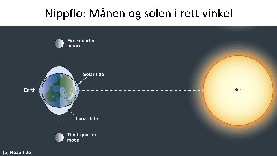 Nippflo: Månen og solen i rett vinkel 