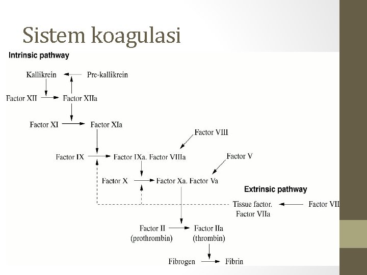 Sistem koagulasi 