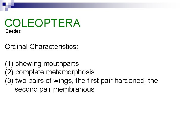 COLEOPTERA Beetles Ordinal Characteristics: (1) chewing mouthparts (2) complete metamorphosis (3) two pairs of