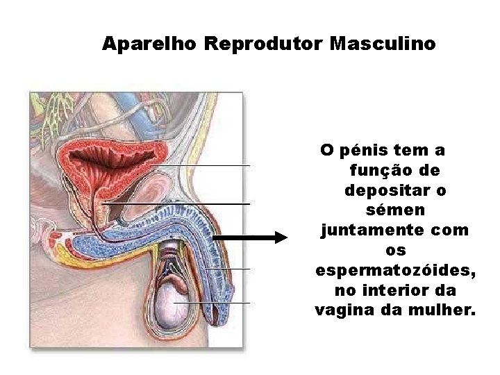 Aparelho Reprodutor Masculino O pénis tem a função de depositar o sémen juntamente com