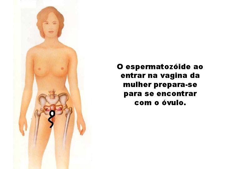 O espermatozóide ao entrar na vagina da mulher prepara-se para se encontrar com o