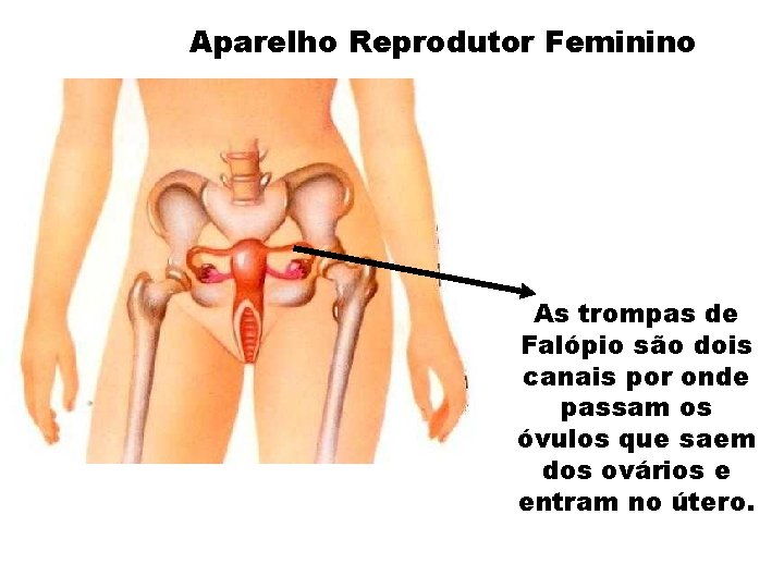 Aparelho Reprodutor Feminino As trompas de Falópio são dois canais por onde passam os